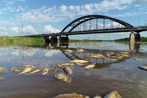 Contaminación. El problema afecta a los sábalos que habitan el río Salado.  Fernando Nicola.