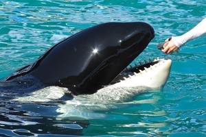 La orca de 57 años y 2.268 kilogramos fue capturada en 1970.Crédito: REUTERS.