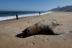 El cadáver de un lobo marino en una playa de Viña del Mar. Crédito: Reuters/Rodrigo Garrido