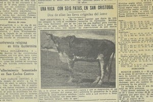 El suceso se contó un 3 de agosto de 1938, hace 85 años. La "vaca fenómeno" despertó la curiosidad pública en San Cristóbal.