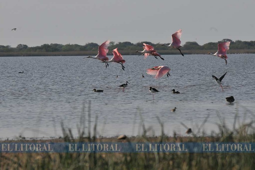 Los flamencos rosados ahora en Laguna Paiva
