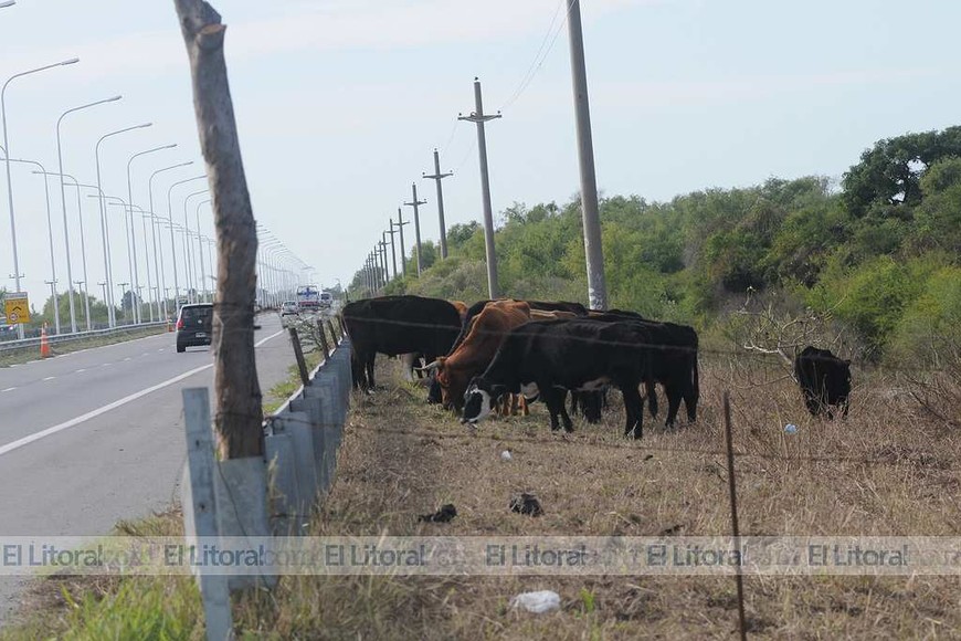 Ganado a la vera de la Ruta 168