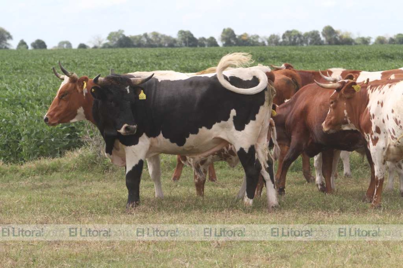 Animales vacunos de raza criollo. Se puede ver el toro de raza yaguané