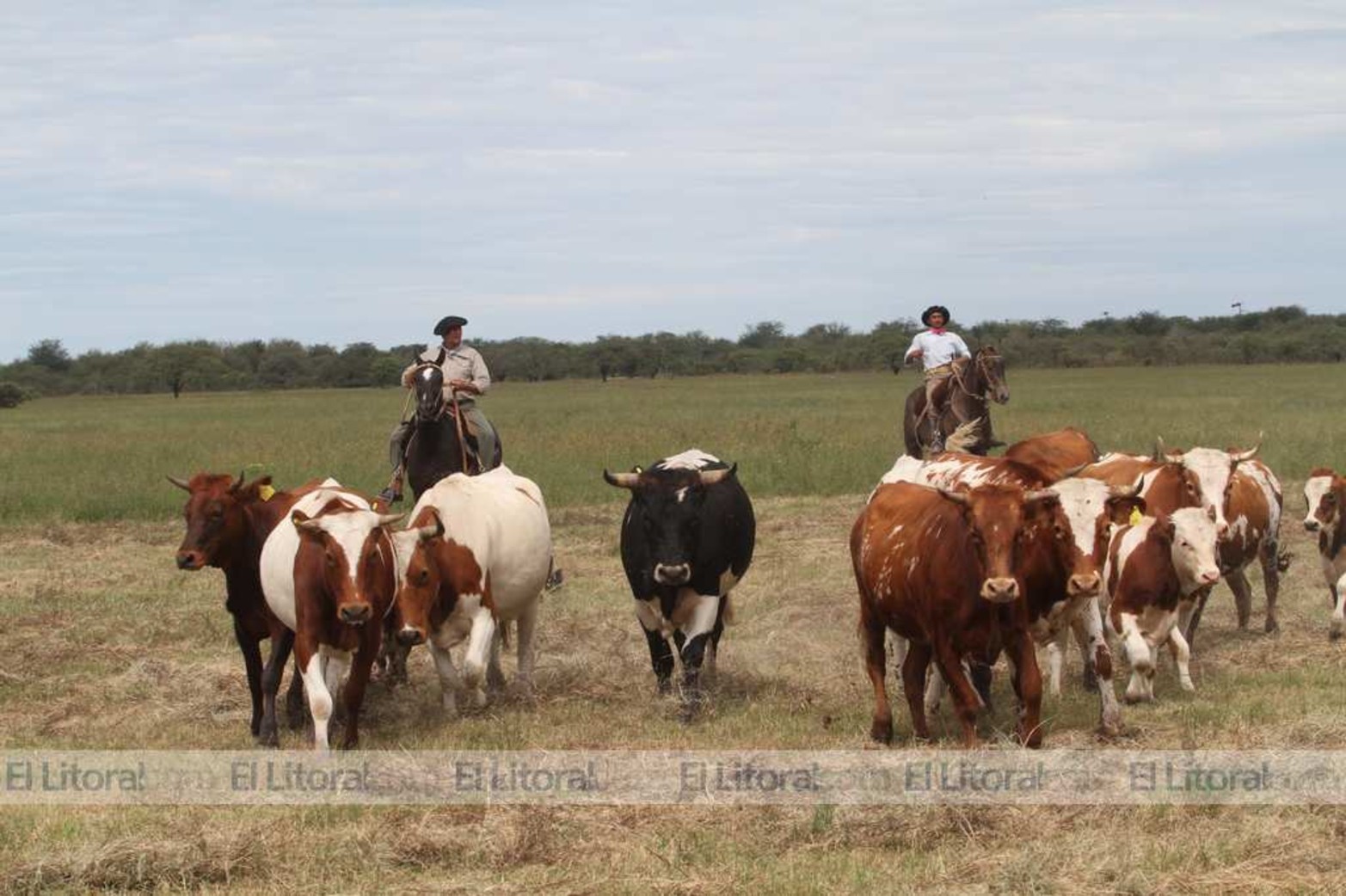 Animlaes vacunos de raza criolla