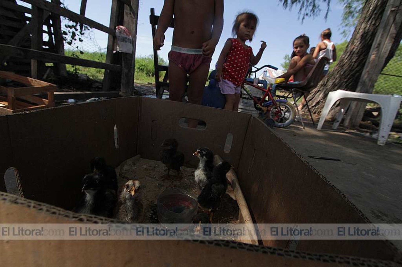 Pollitos bebe. En Colastiné Norte, los vecinos pegados a la defensa sufren las consecuencias de las filtraciones.
