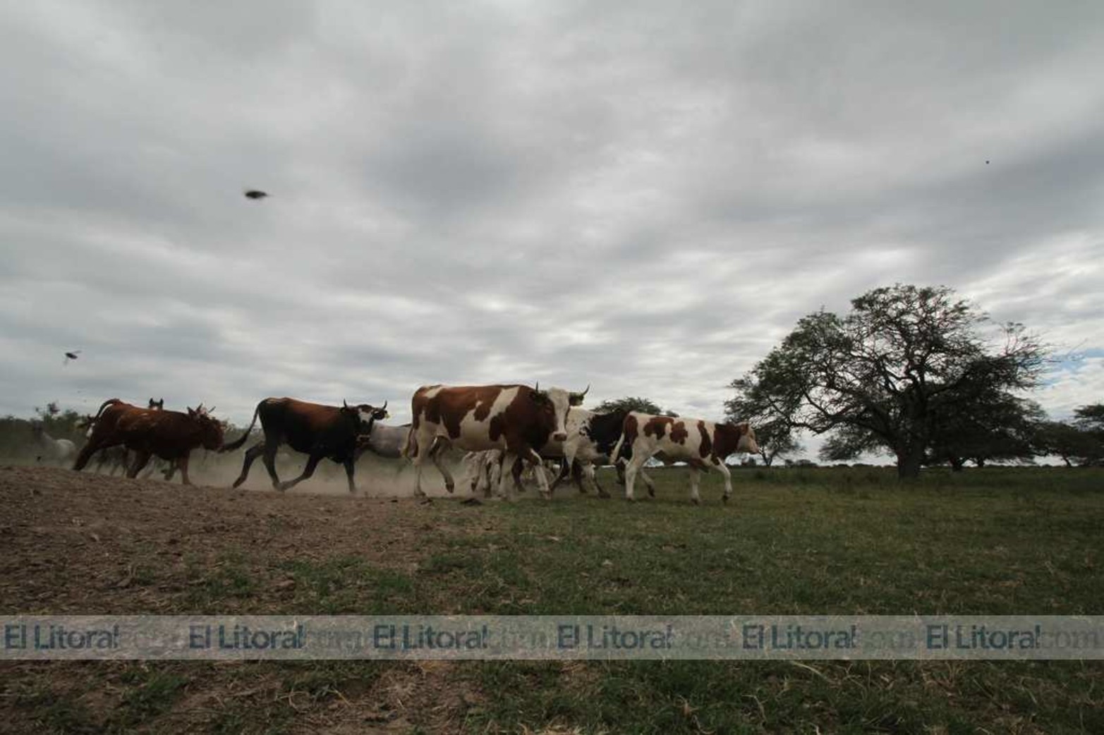 Animlaes vacunos de raza criolla