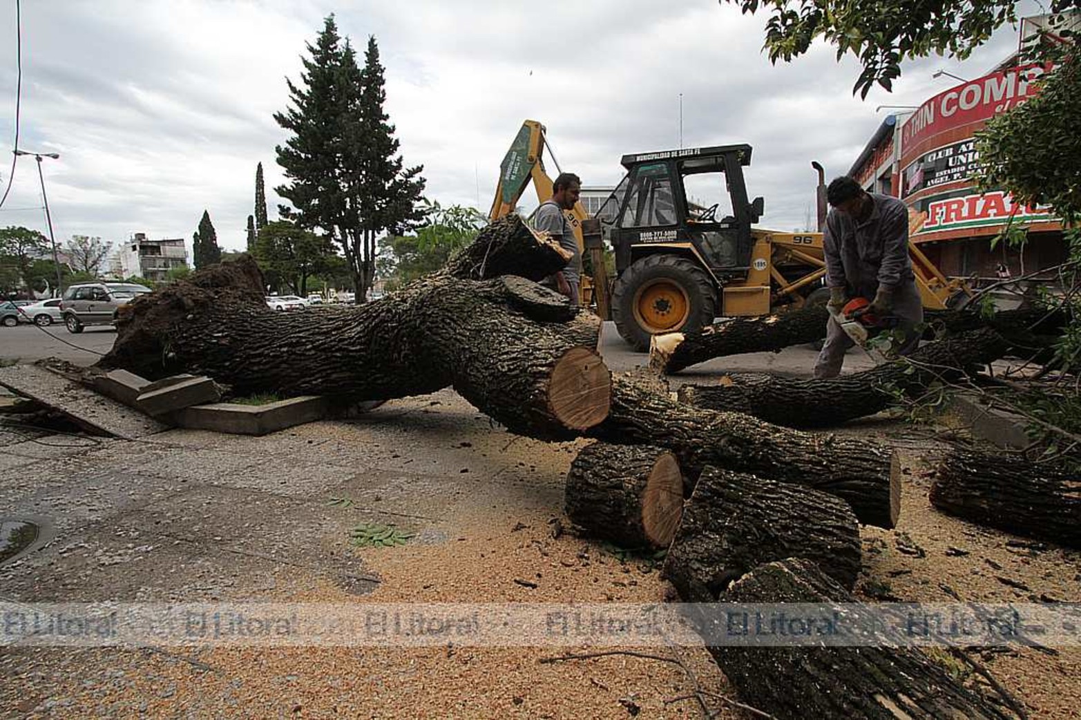 En avenida López y Planes frente al Club Unión cayó un árbol.