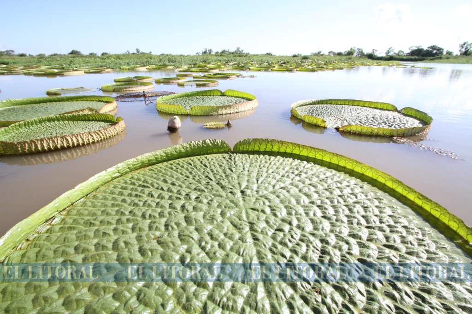 Los platos de Irupé en las lagunas son abrazados por la temperatura.