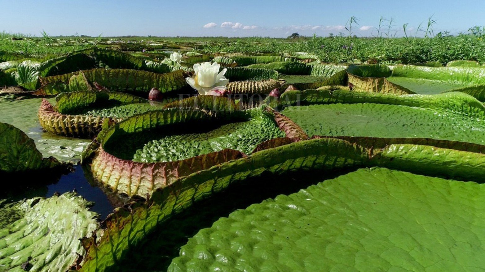 La planta acuática Irupé abunda en la zona del río Coronda.