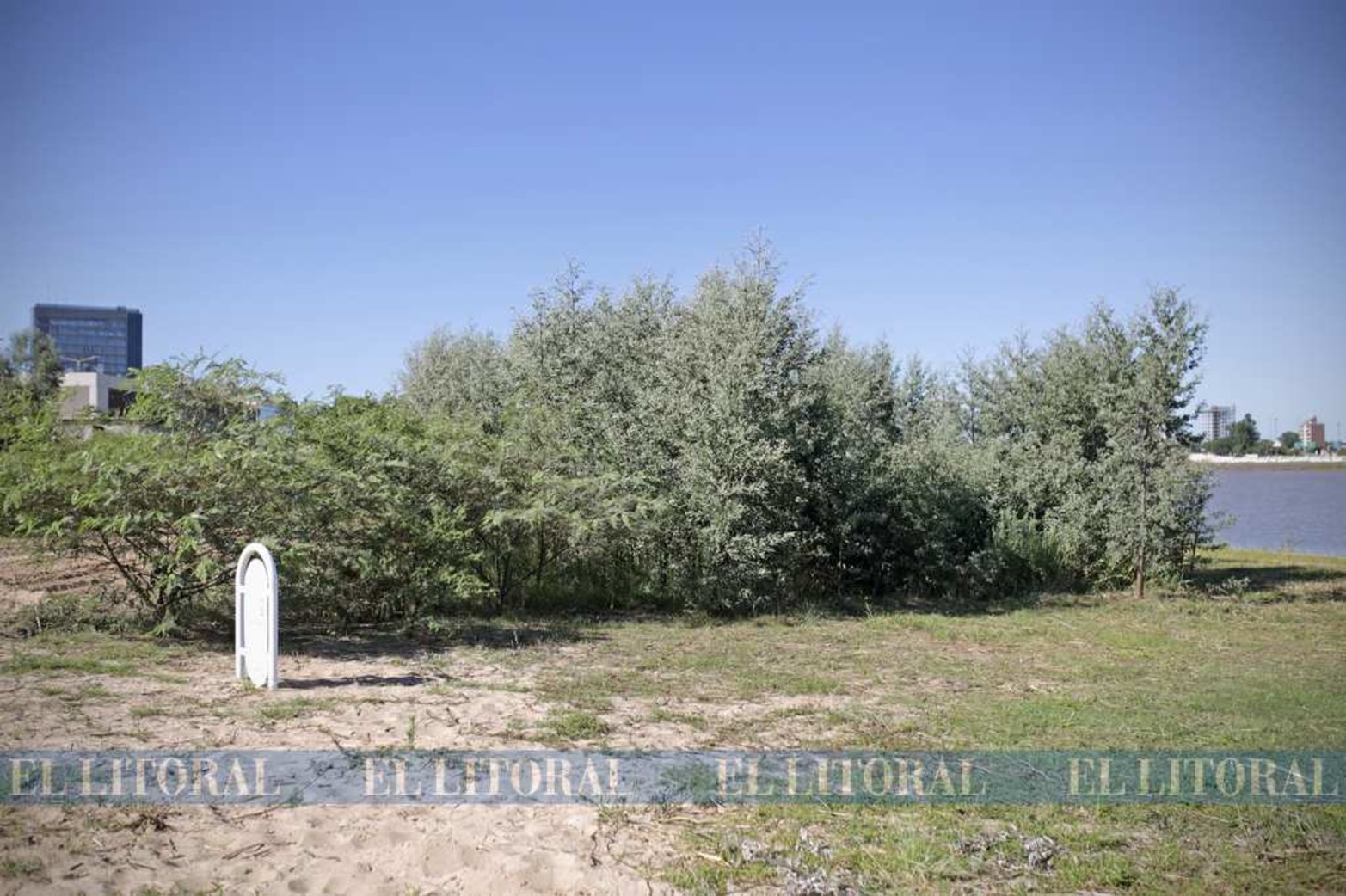 En la costanera Este hay dos alisales de diferentes edades, uno de 6 meses y otro de 18 meses.