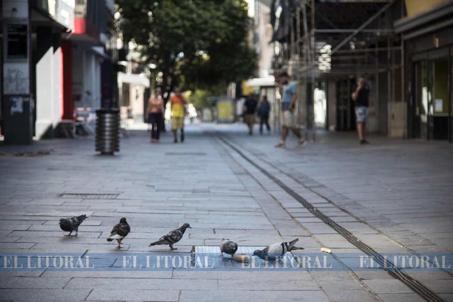 Palomas y hormigas. El cambio de hábitos, además de las palomas aparecieron las hormigas en Rosario.