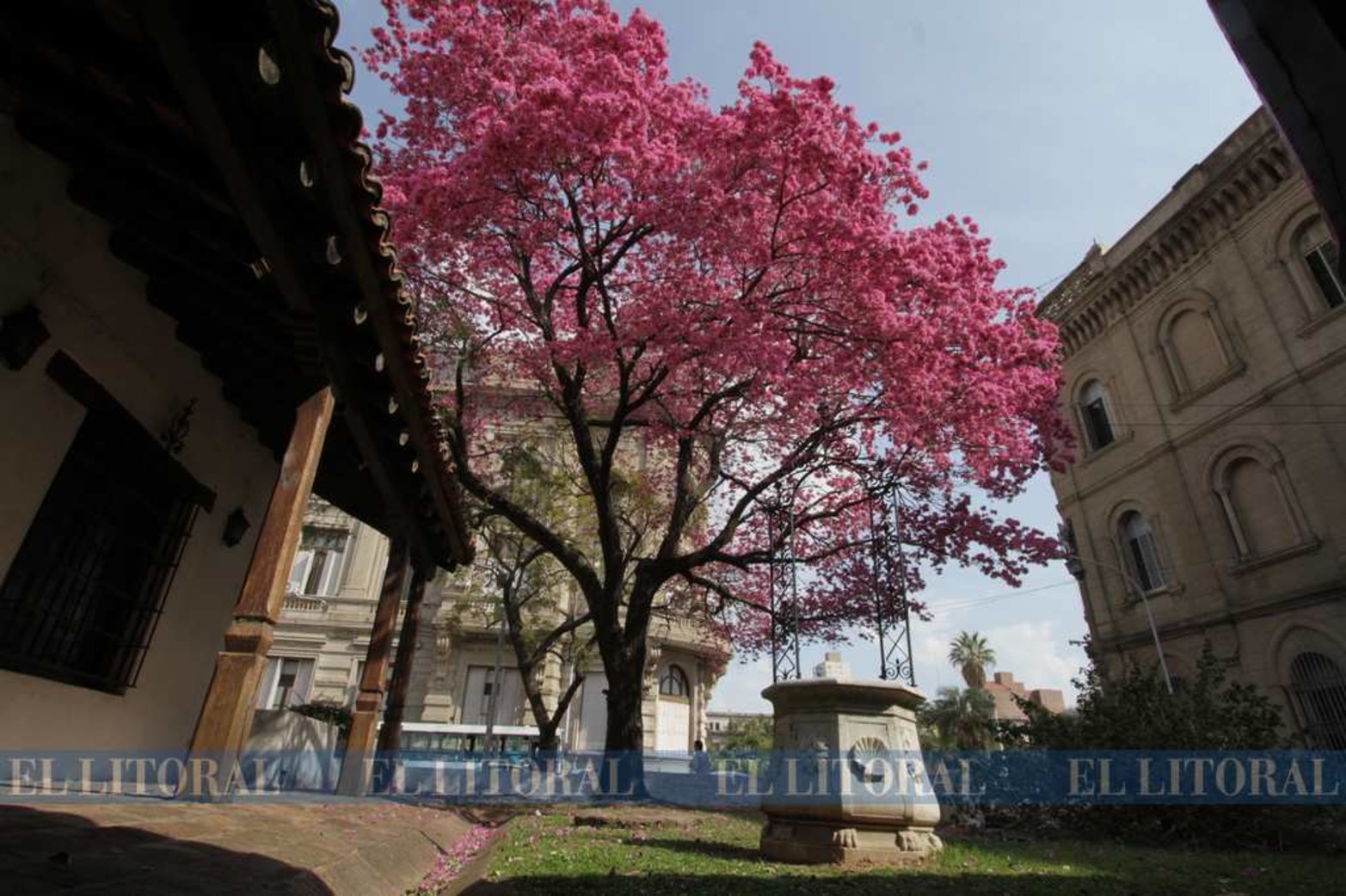 Lapacho en flor frente al Museo Provincial.