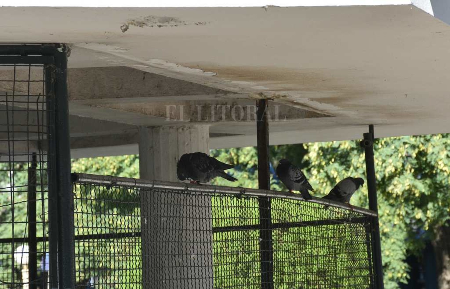 La reja que llegaba hasta la altura fue bajada para que tengan mejor acceso las palomas.
