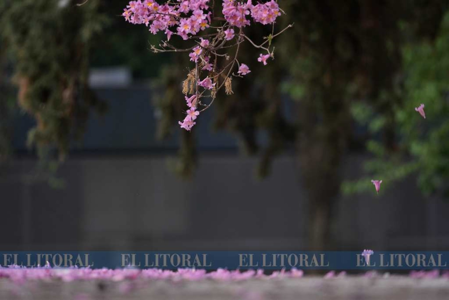 Vuelan, vuelan por el aire. Ver caer las flores con una brisa de aire, es otra imagen que el certero reportero gráfico logró.