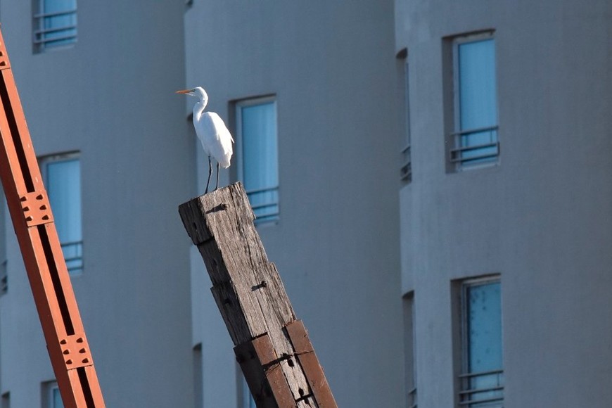 Garzas Blancas sobre el Dique 2