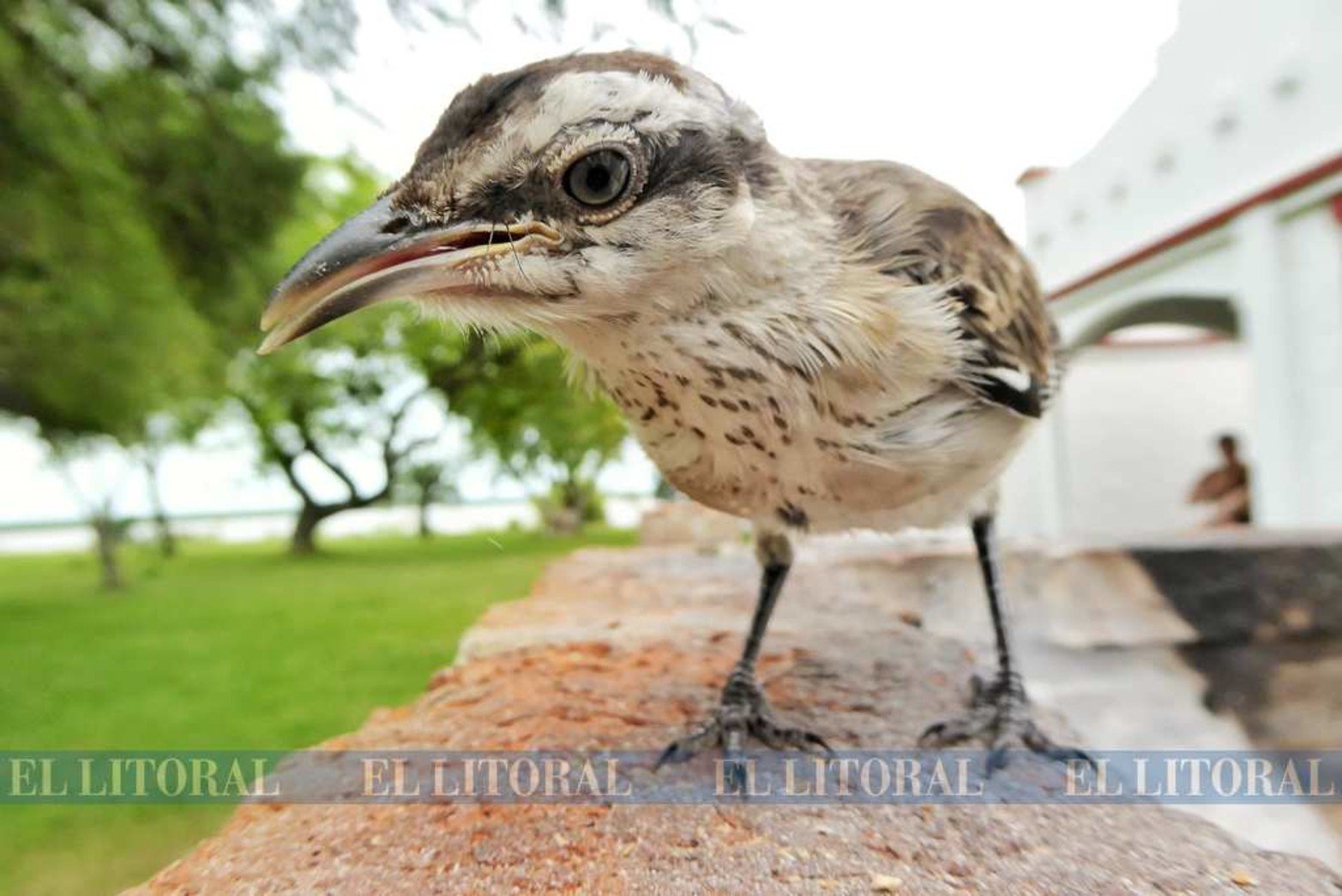 La calandria. Anda por la isla y se acerca a la ciudad también.