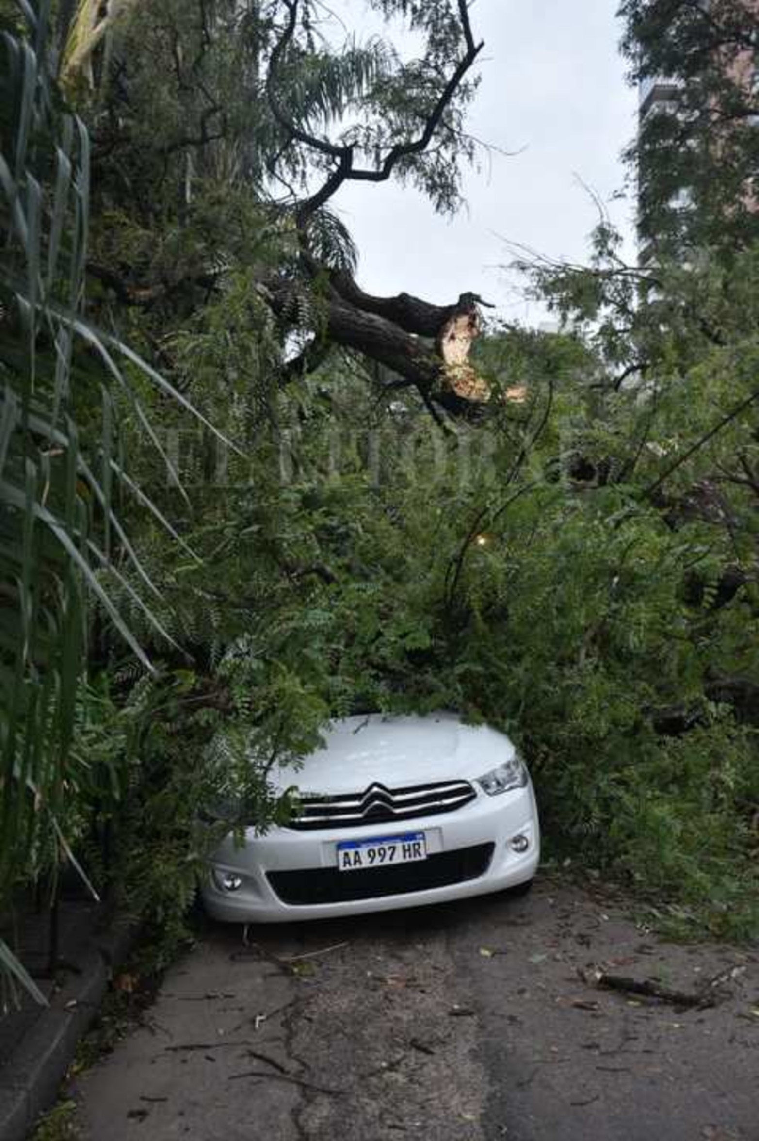 El fuerte viento de anoche tumbó añejos árboles en boulevar Gálvez y Güemes. Cayó un palo borracho, una tipa y una palmera.