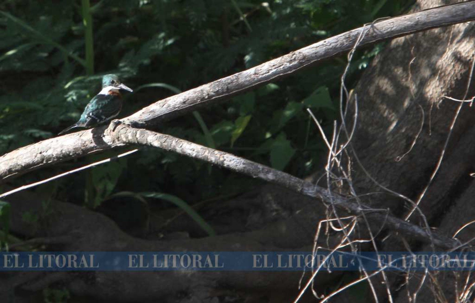 Martín pescador, otra de las aves en peligro. Hace su nido en la isla.