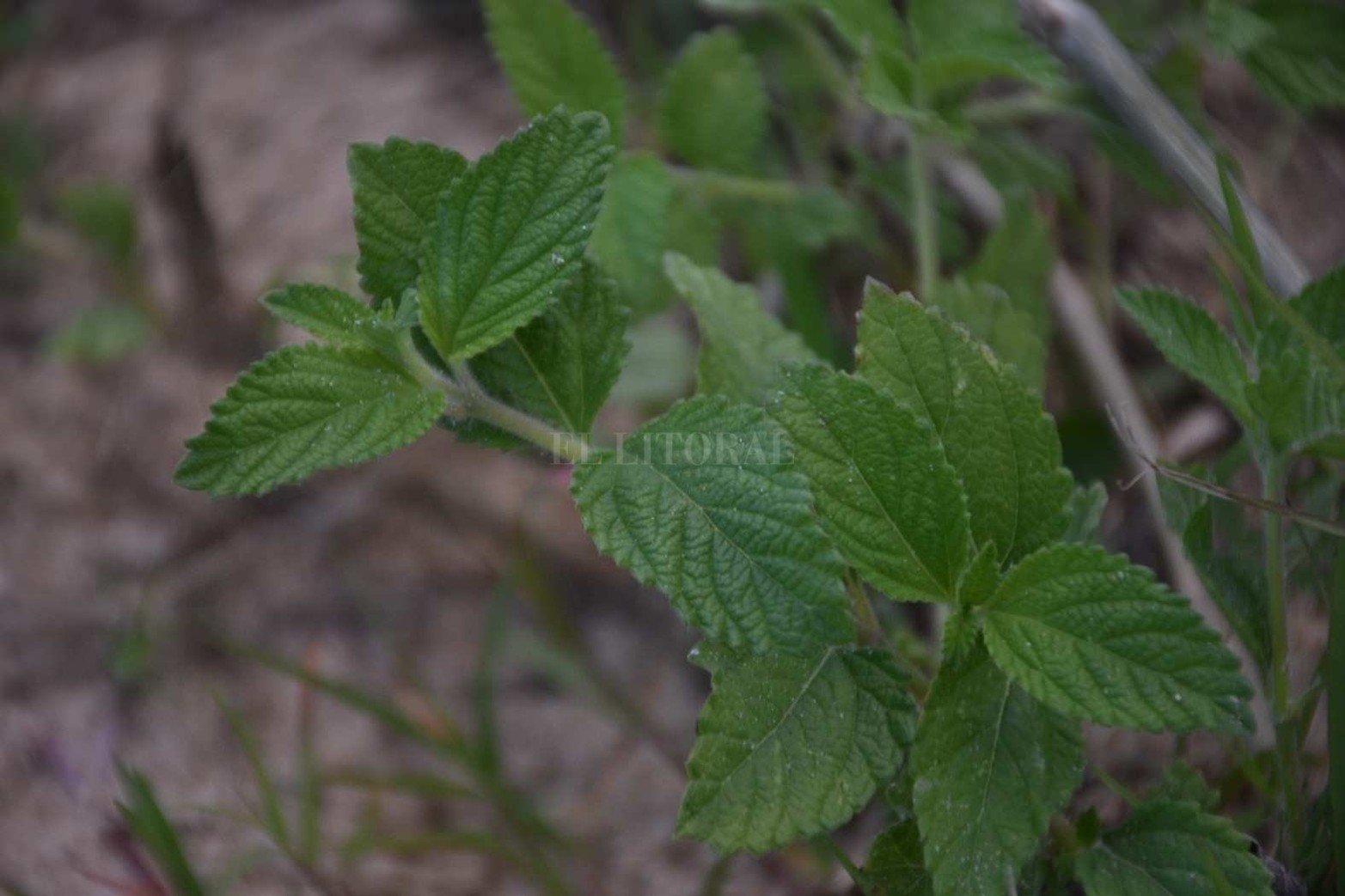 La planta de ludwiga se caracteriza por ser una especie acuática