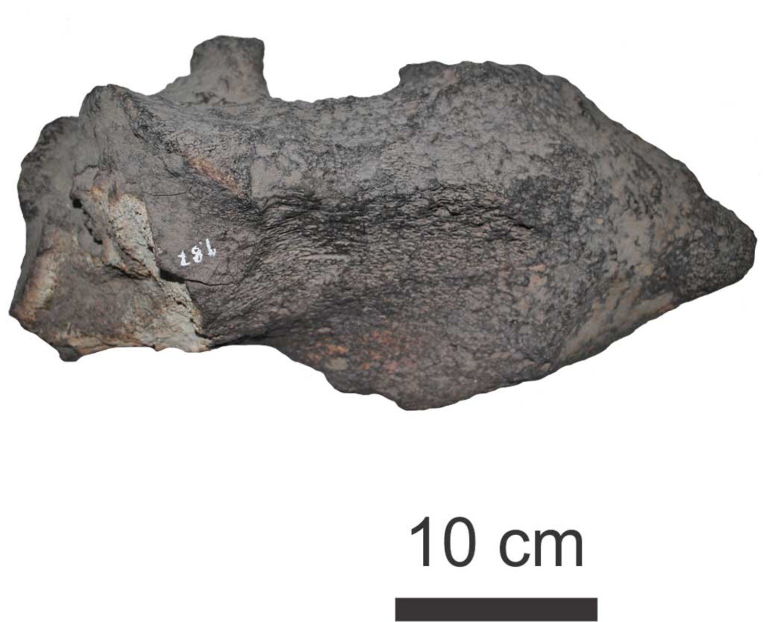 Hueso del talón (calcaneo) de la pata de Megatherium americanum procedente de la laguna Setúbal.