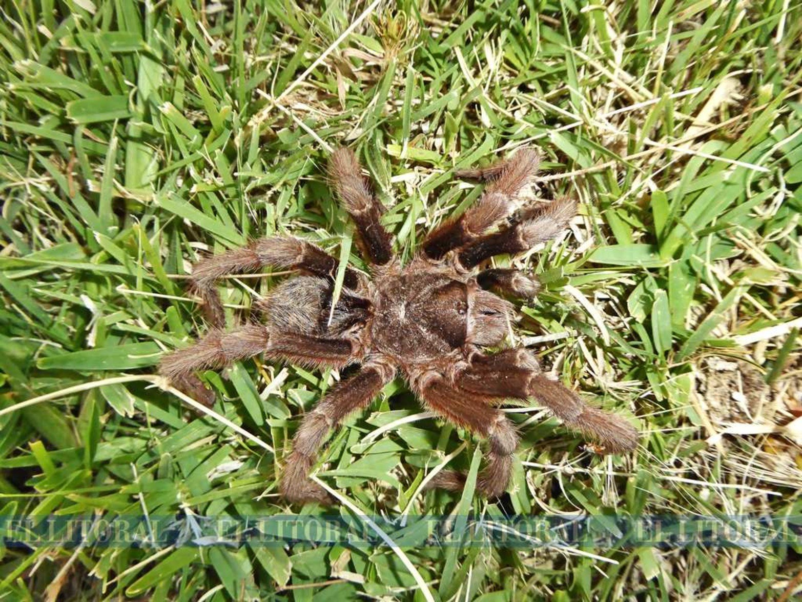 Araña pollito de collar. Los insectos son los mas perjudcados.