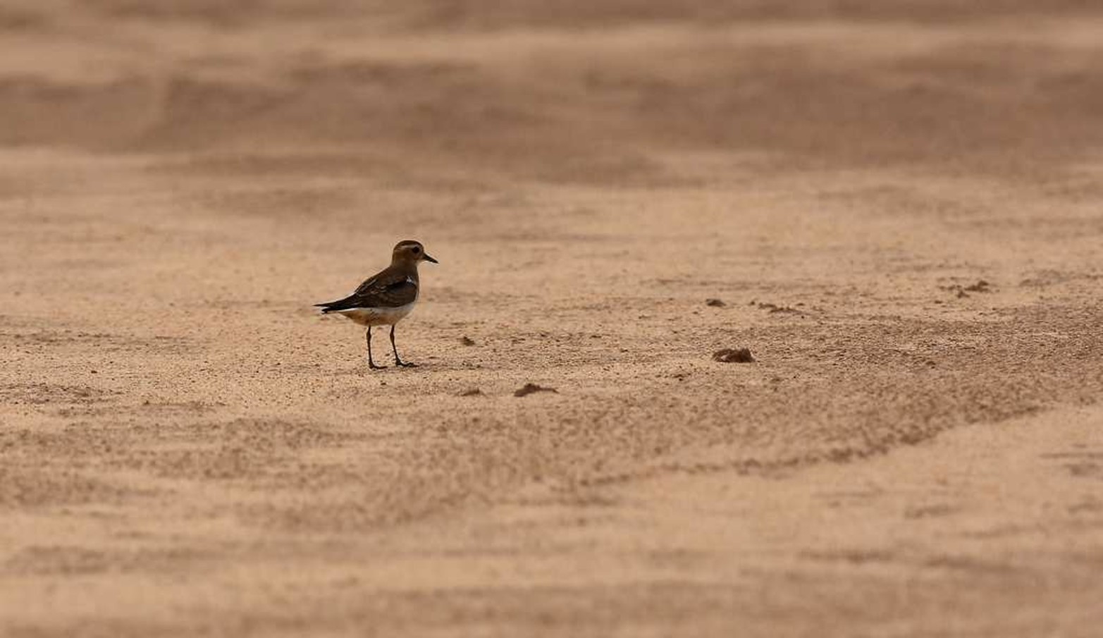 Playerito. Una de las aves que ronda por nuestras costas del río.
