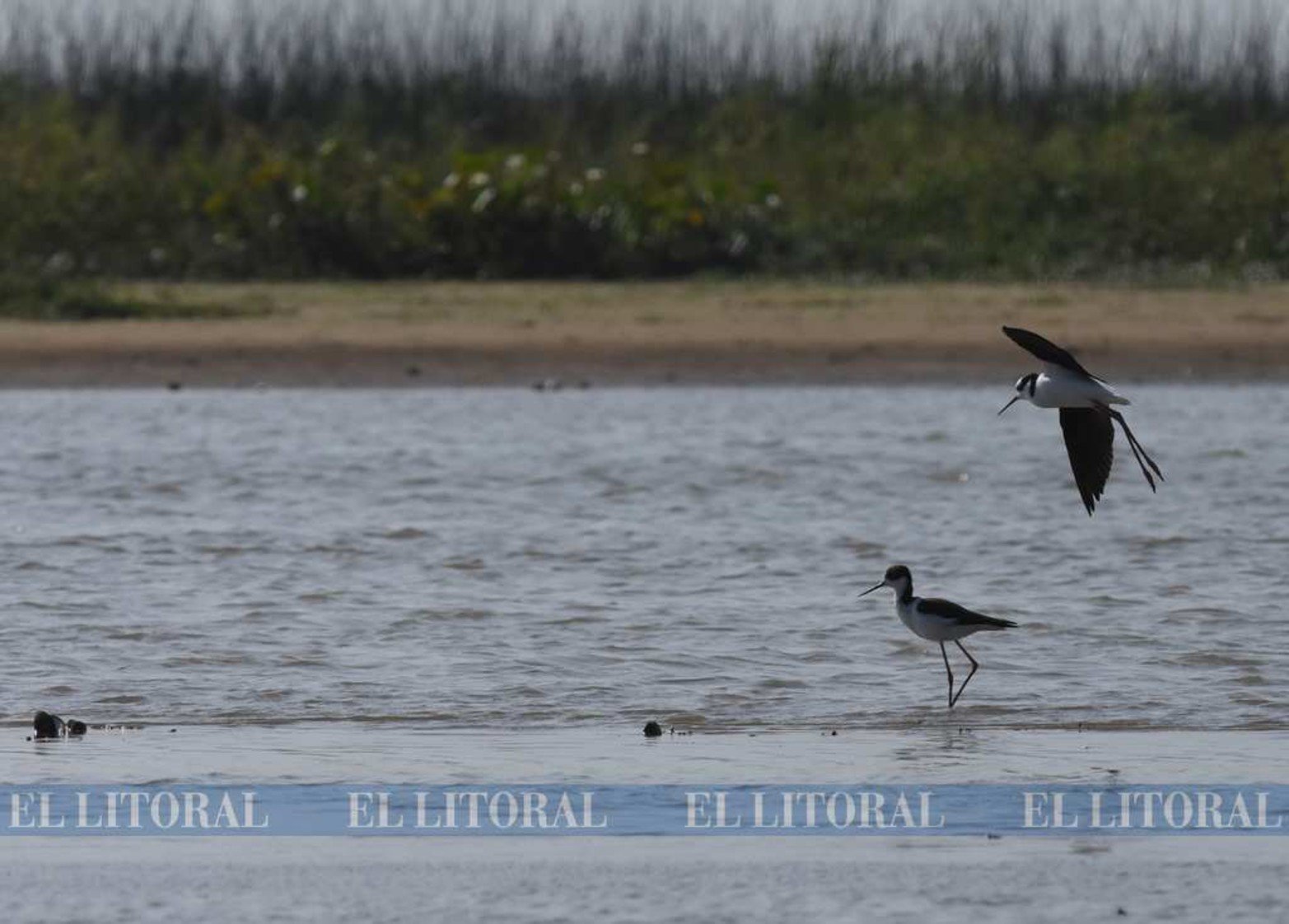Teros reales, otra especie que cada año es amenazada por el fuego.