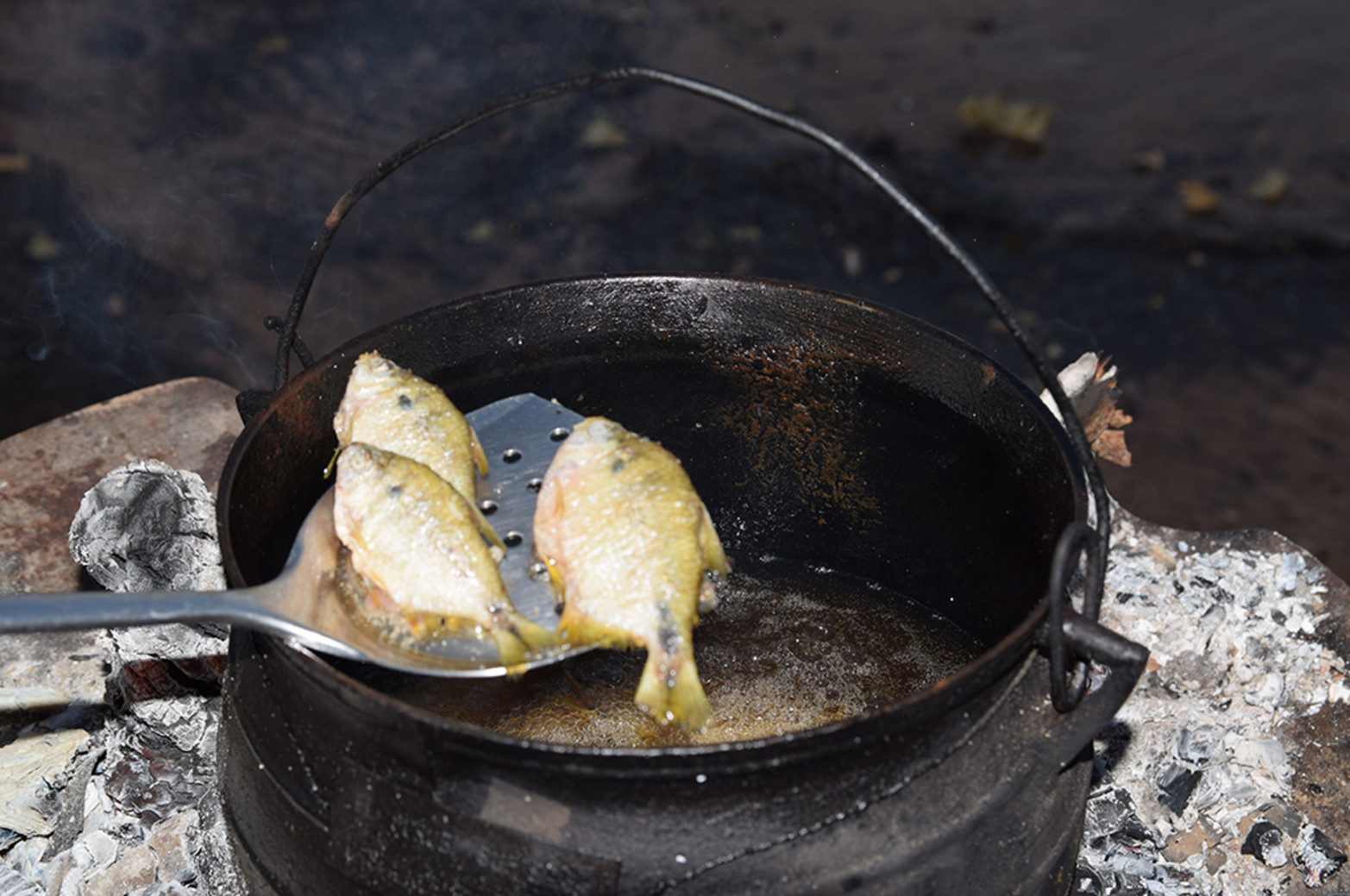 Mojarras fritas, un clásico reeditado.