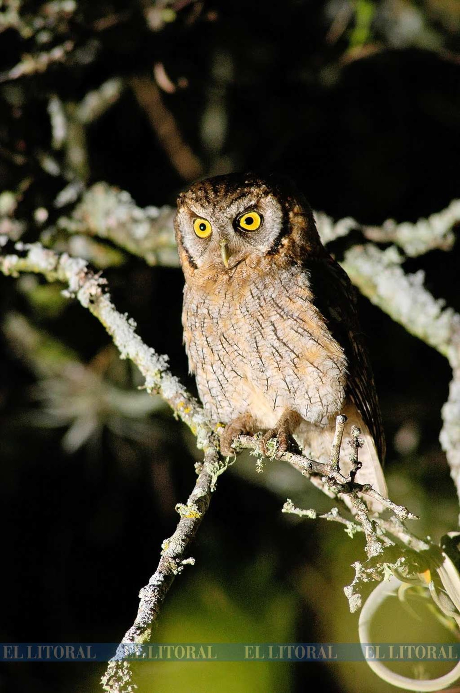 Lechuza. Suelen hacer sus cuevas en el suelo. Uno de las aves que quedan desconcertadas.