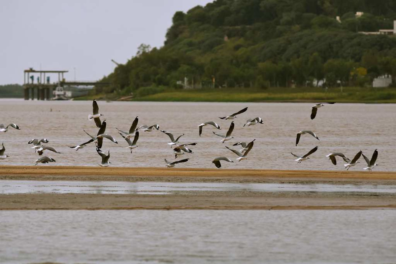 Gaviotines. En la punta de un banco de arena. Atrás la toma de agua de la ciudad de Paraná.