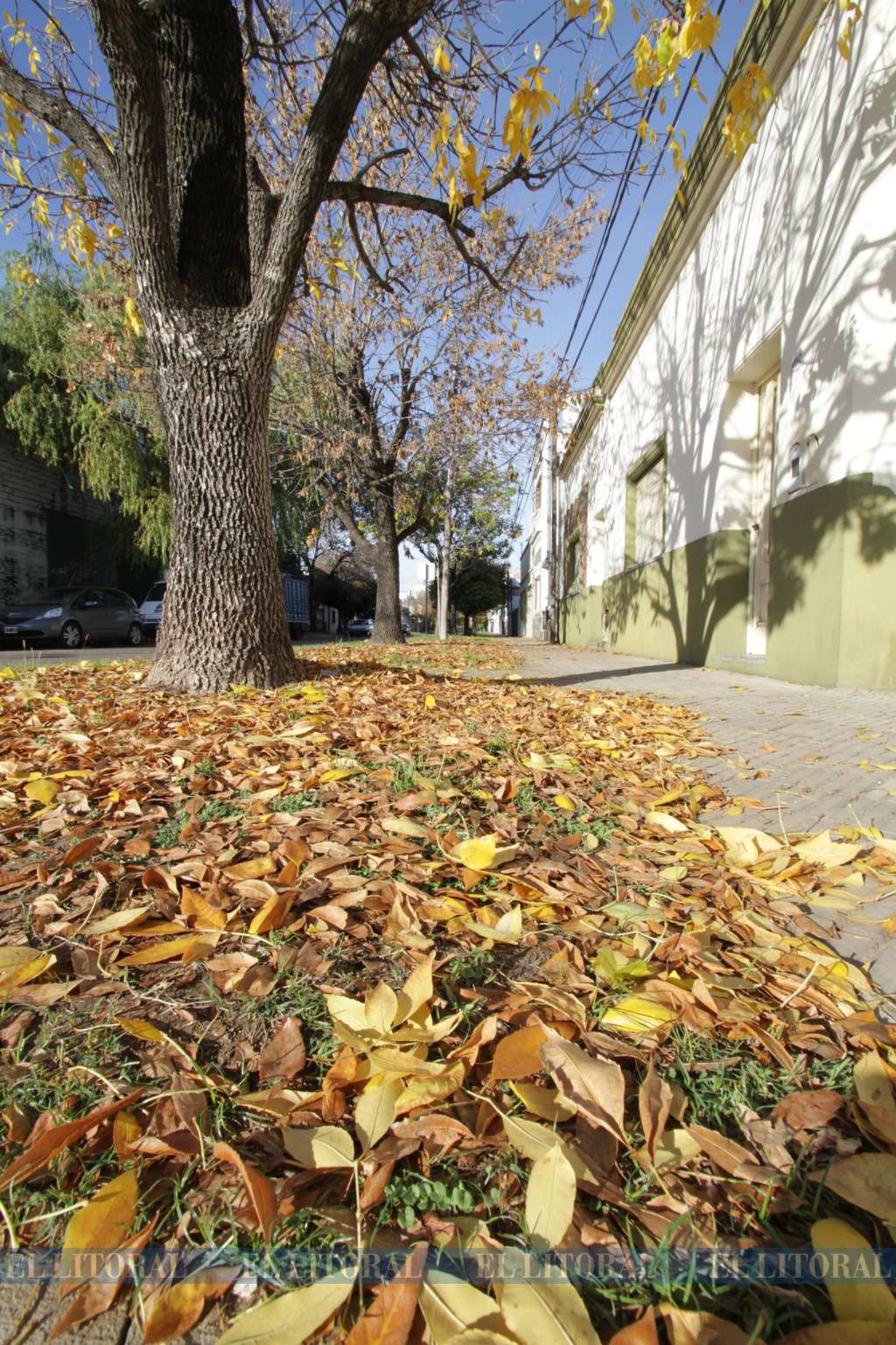 El otoño, regala esto colores por la zona de la escuela Berna de nuestra ciudad.