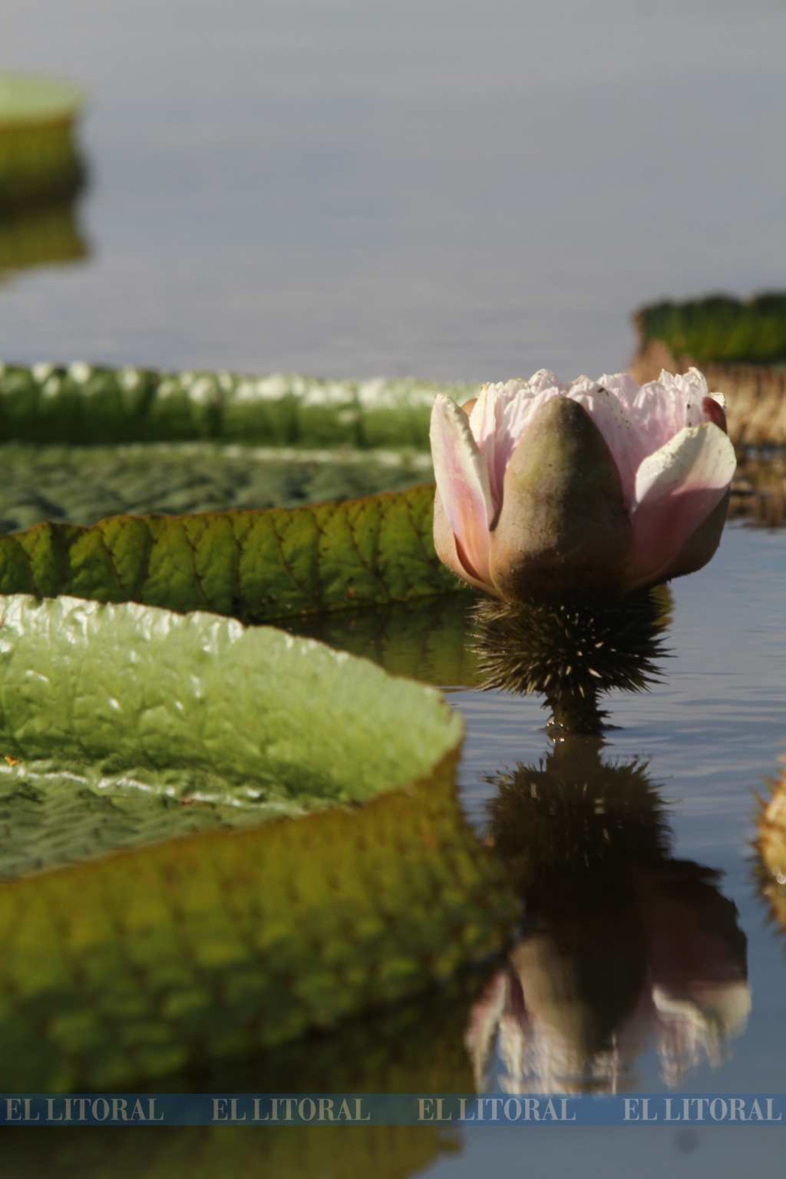 La flor de irupe. La flora también se ve afectada.