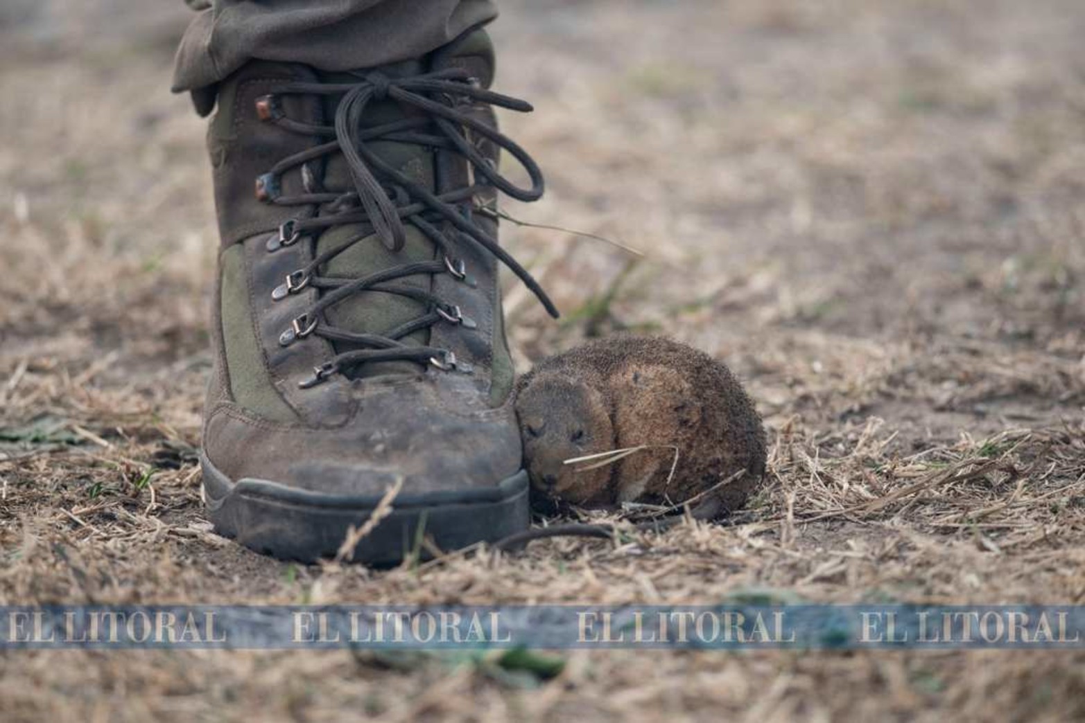 Una foto histórica. El reportero gráfico Marcelo Manera encontró esta particular situación en la zona de islas frente a Rosario.