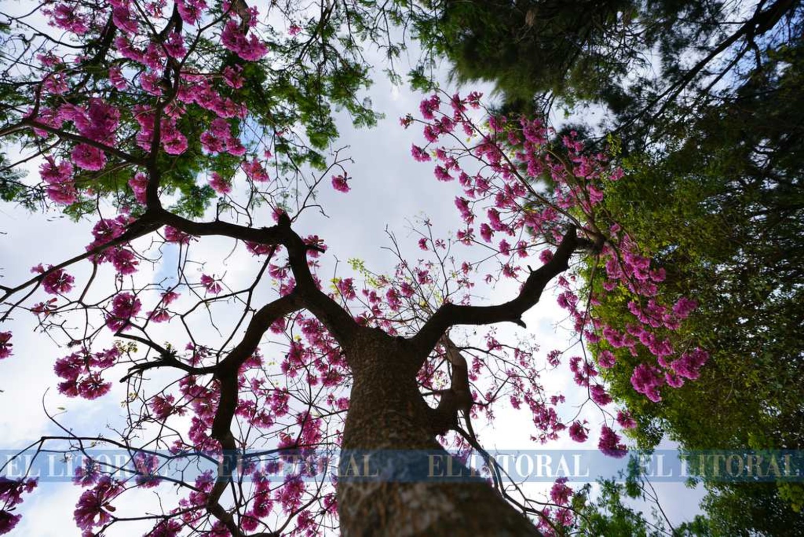 El contrapicado. Así luce los árboles en el Parque del Sur vista desde abajo.