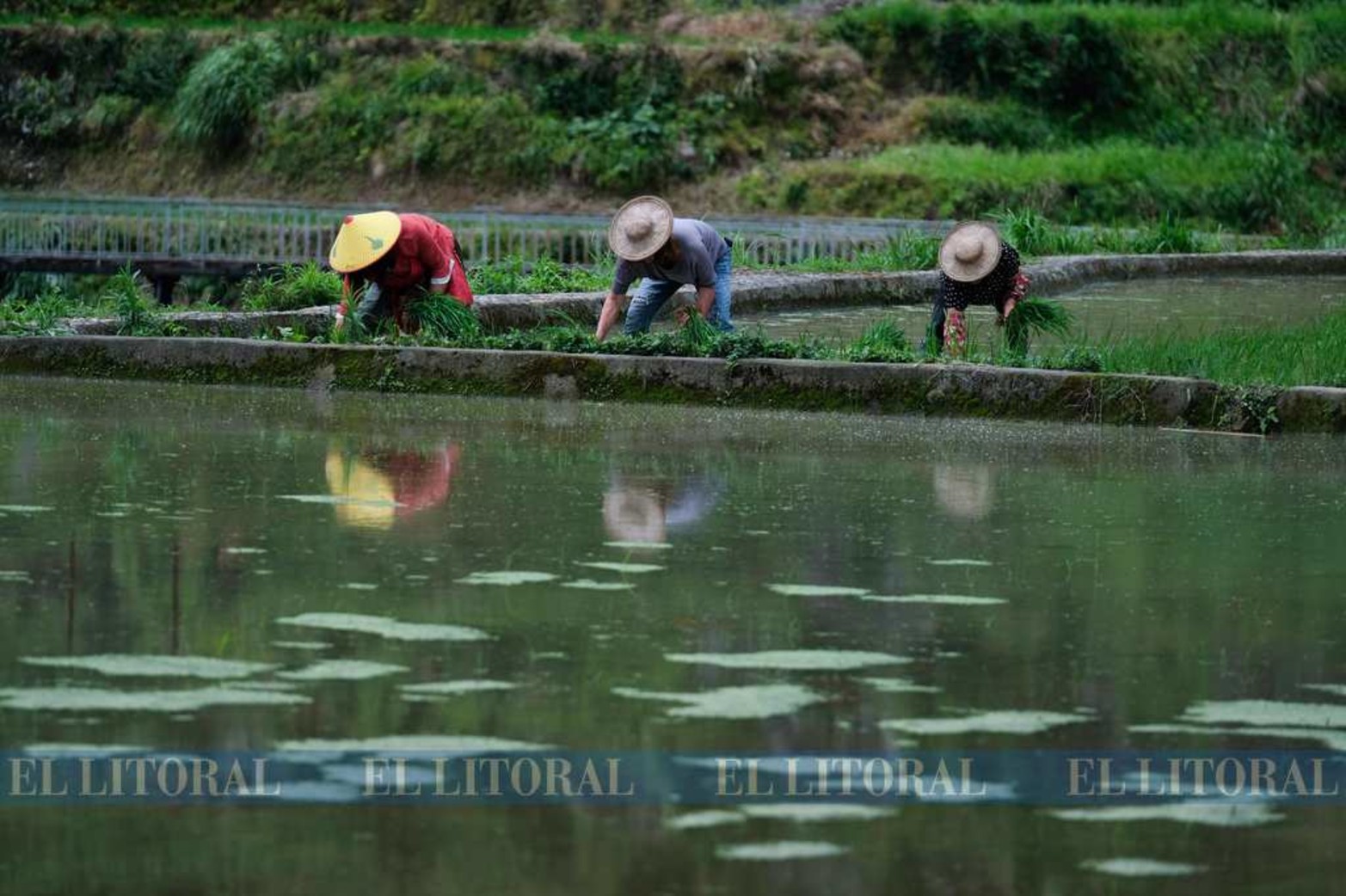 Transplante de arroz a mano...En los campos del municipio de Xiaozhoushan, en el este de China, agricultores comenzaron a arar para trasplantar las plántulas de arroz.