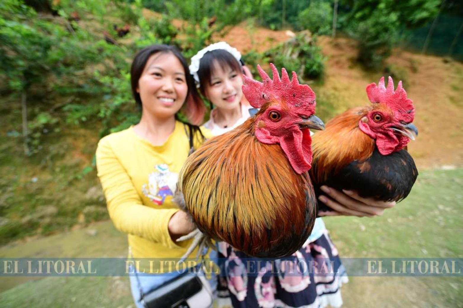 China, en la aldea de Jinshan,  provincia de Guizhou, en el suroeste de China venden gallos criados en casa a través de una transmisión en directo, .) (jg) (da) (ce)