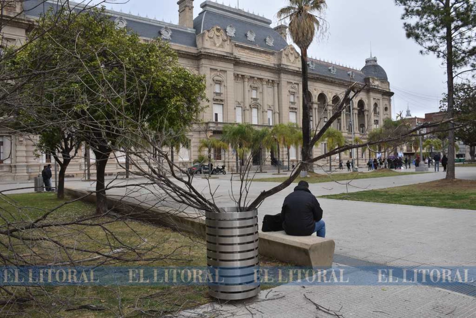 La copa del árbol es lo que se desprendió del tronco.