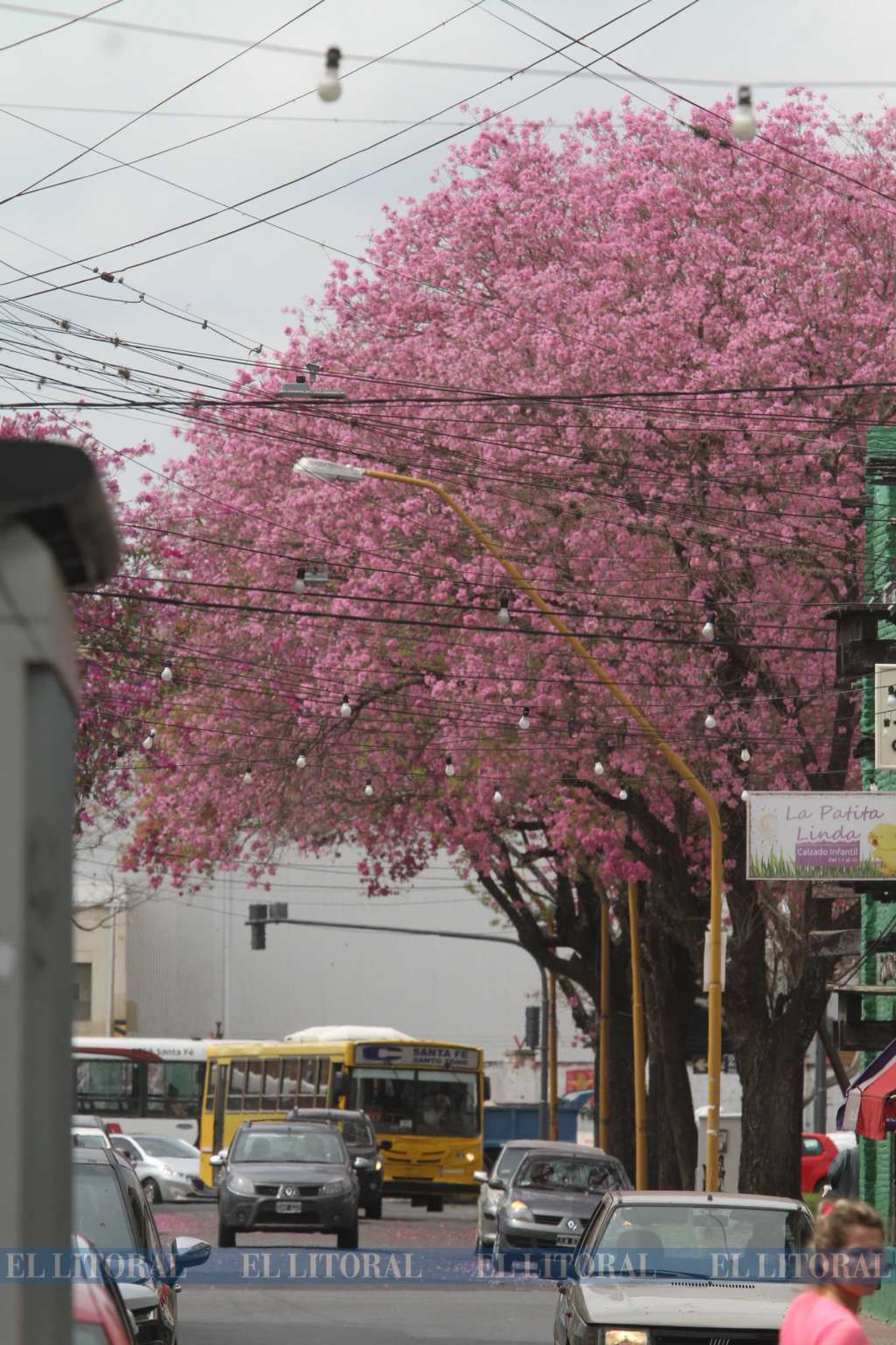 Lapacho sobre Lisandro de la Torre y avenida 27 de febrero.