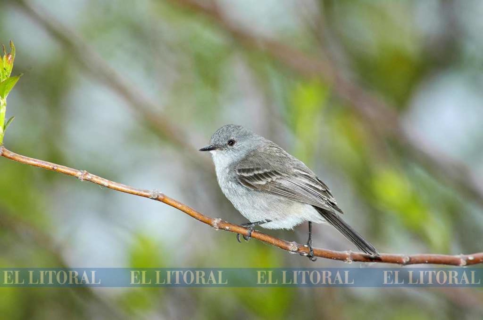 Piojito gris. La belleza que nos regala la naturaleza a pocos minutos de la ciudad es destruida por la quema de pastos en las islas.