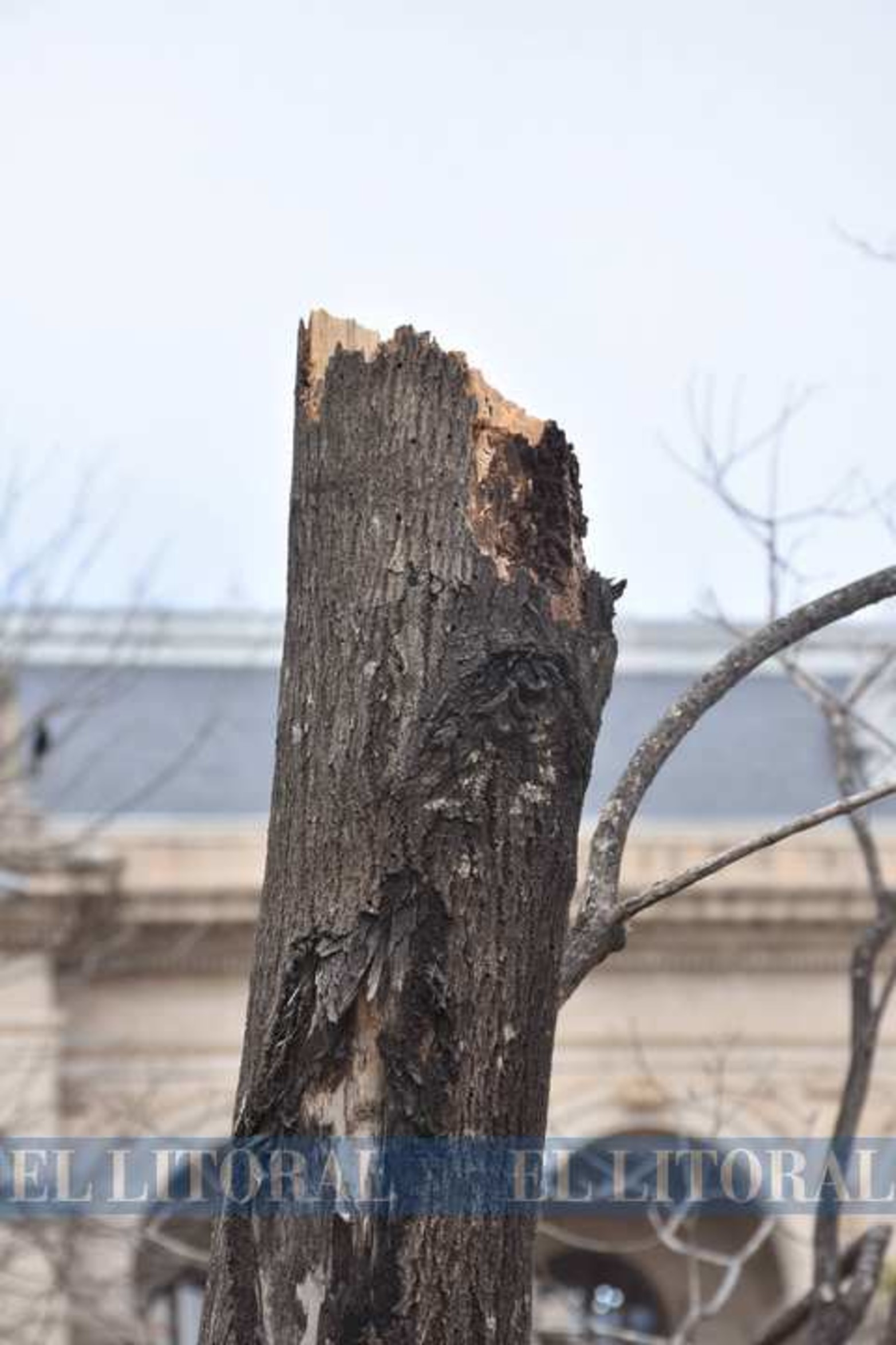 Por la mitad...Así quedó el tronco del árbol que estaría seco.