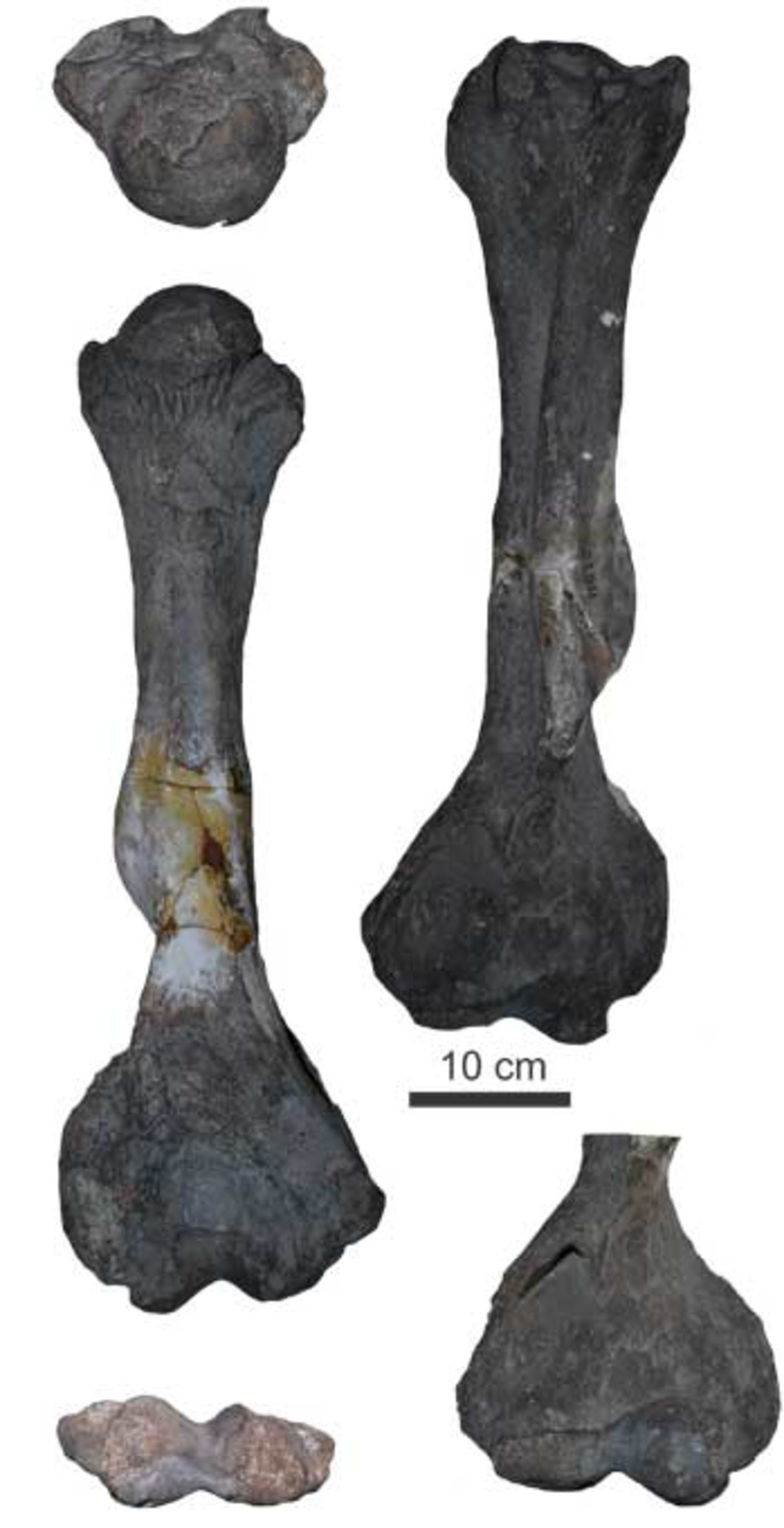 Fósil en vista anteriores, posteriores y detalles de sus extremos, que representan la extremidad anterior izquierda (húmero) de Nothroterium roverei procedente del lecho de la laguna Setúbal.