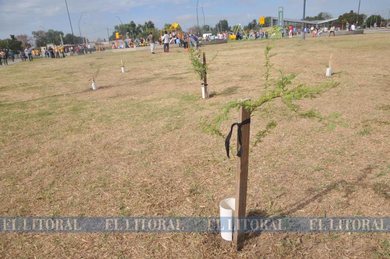 Los cipres. El Municipio santafesino vino llevando adelante un plan de arbolado público. En este caso en una plaza sobre avenida French.