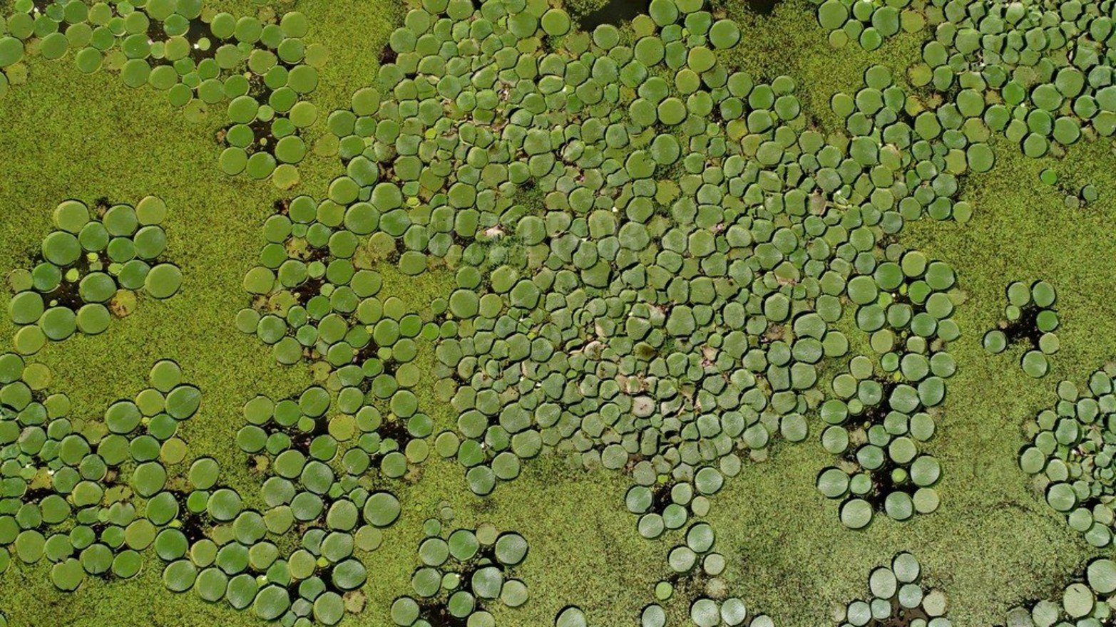 La planta acuática Irupé abunda en la zona del río Coronda.