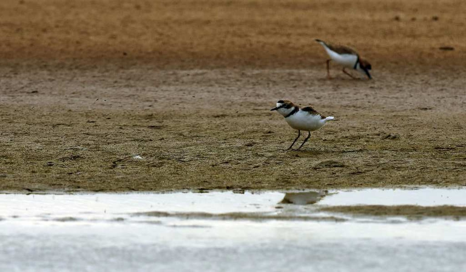 Chorlitos de collar. De unos 8 centímetros de altura estas pequeñas aves corren muy rápidos en busca de sus presas.