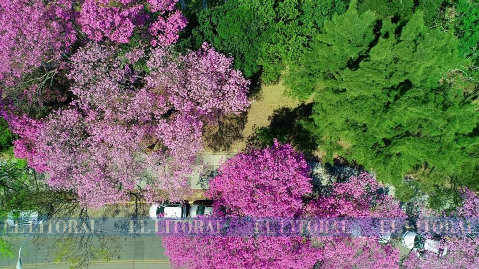 Desde el aire, la zona del parque del Lago del Sur, lucen los lapachos rosados y los tonos verdes.