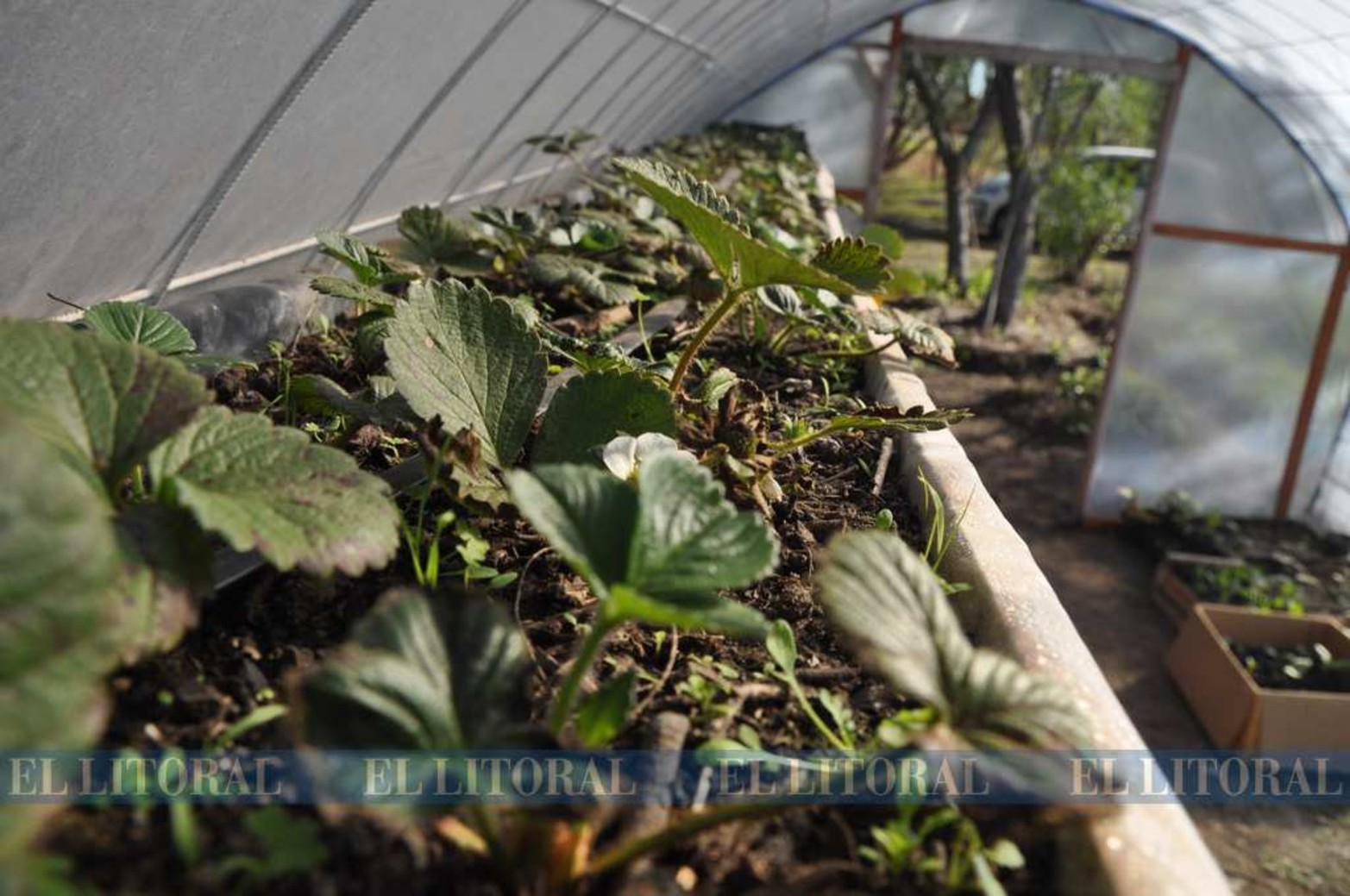 Canteros en altura. Uno de los métodos para desarrollar a huerta.