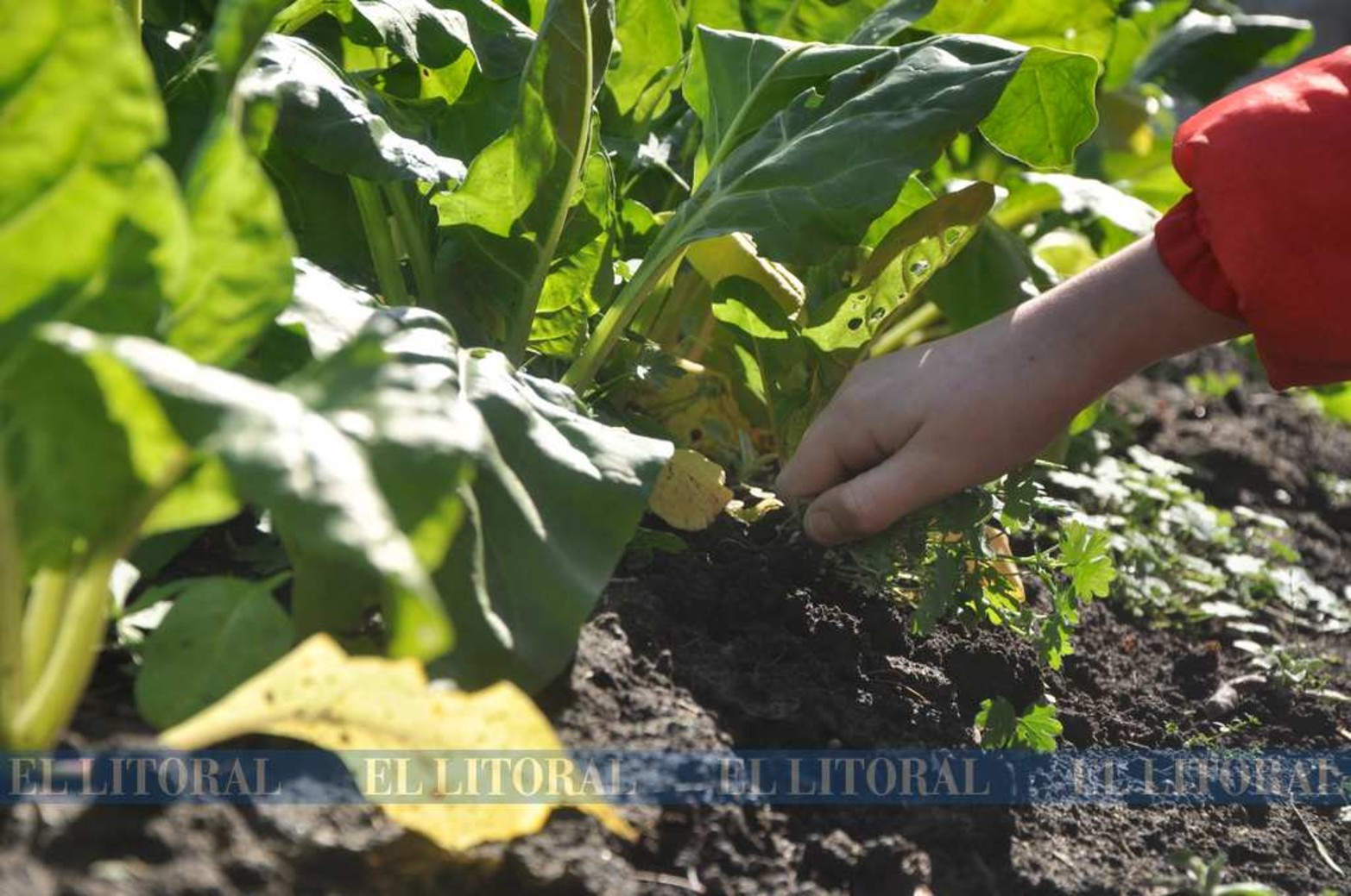 Desmalezar. Una de las tareas que se debe hacer para mantener sin malezas.