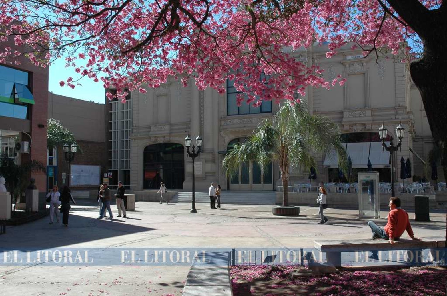 Lapacho rosado frente al teatro municipal.