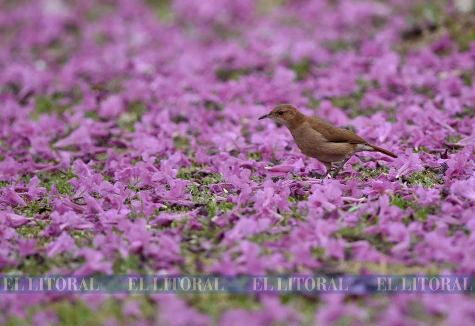 El hornero, en búsqueda de alimentos.