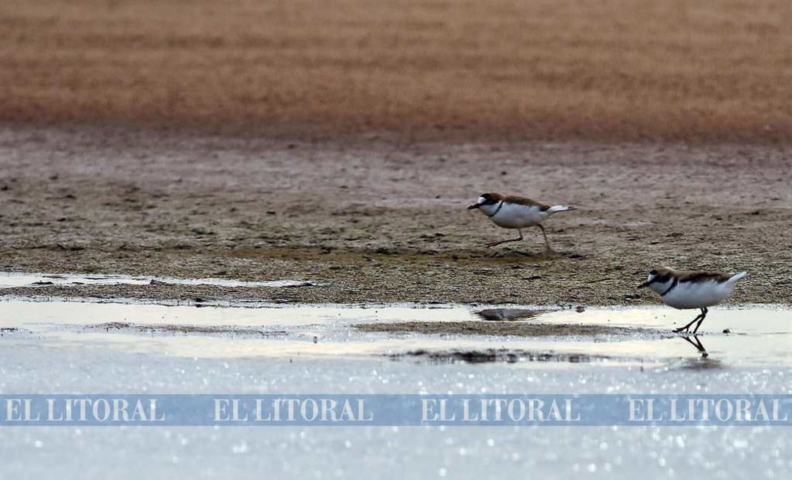 Chorlitos de collar. Sus nidos y sus crías se ven en peligro cada año.